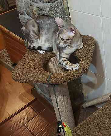 Кошка бенгал с ориенталом Мариуполь