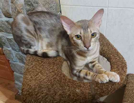 Кошка бенгал с ориенталом Мариуполь