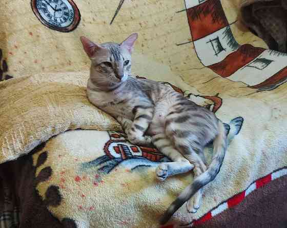 Кошка бенгал с ориенталом Мариуполь