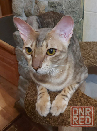 Кошка бенгал с ориенталом Мариуполь - изображение 5