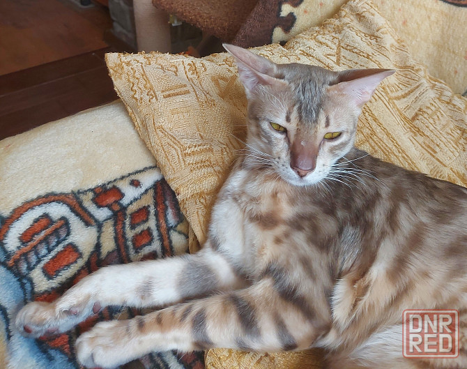 Кошка бенгал с ориенталом Мариуполь - изображение 7