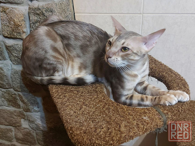 Кошка бенгал с ориенталом Мариуполь - изображение 1