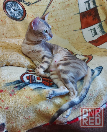 Кошка бенгал с ориенталом Мариуполь - изображение 6