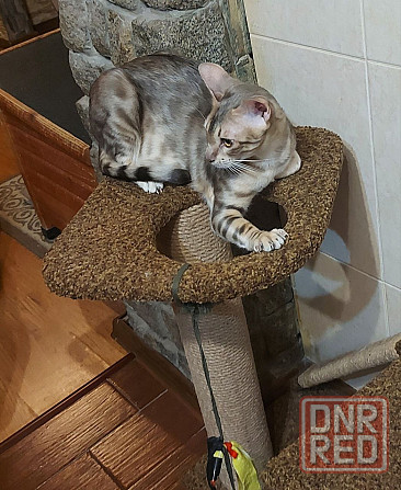 Кошка бенгал с ориенталом Мариуполь - изображение 4