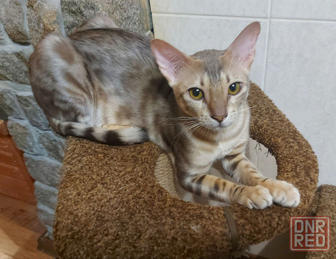 Кошка бенгал с ориенталом Мариуполь - изображение 2