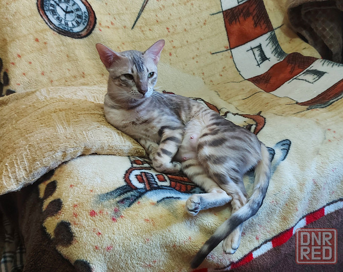 Кошка бенгал с ориенталом Мариуполь - изображение 3