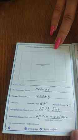 Отдам в хорошие руки , померанский шпиц медвежьего типа Донецк