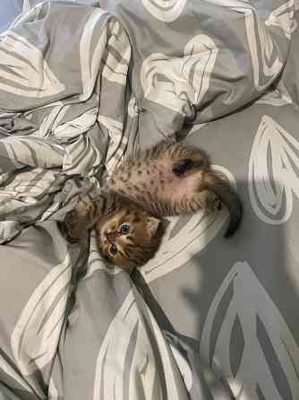 Очаровательный котёнок Scottish Fold ищет любящую семью! Донецк