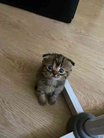 Очаровательный котёнок Scottish Fold ищет любящую семью! Донецк
