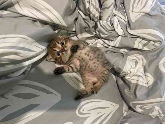 Очаровательный котёнок Scottish Fold ищет любящую семью! Донецк