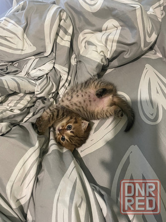 Очаровательный котёнок Scottish Fold ищет любящую семью! Донецк - изображение 2