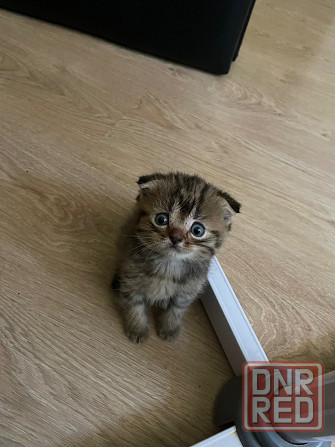 Очаровательный котёнок Scottish Fold ищет любящую семью! Донецк - изображение 3