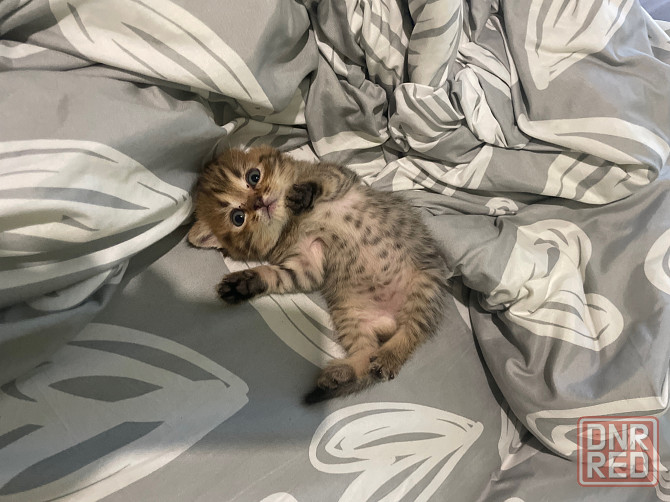 Очаровательный котёнок Scottish Fold ищет любящую семью! Донецк - изображение 1