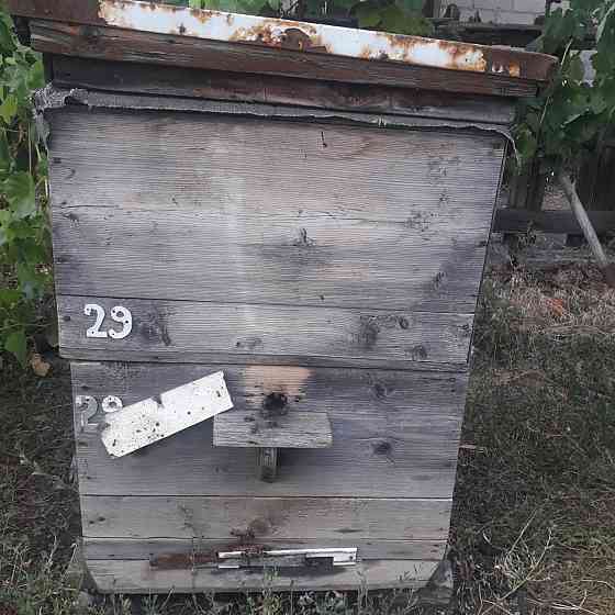 Продаются пчелосемьи Ясиноватая