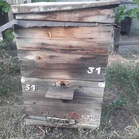 Продаются пчелосемьи Ясиноватая