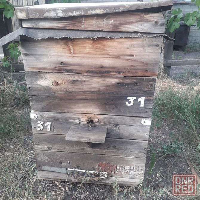 Продаются пчелосемьи Ясиноватая - изображение 1