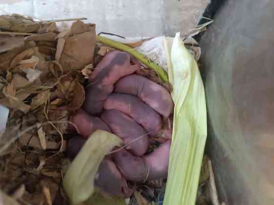 Продам декоративных крысок породы Дамбо. Горловка