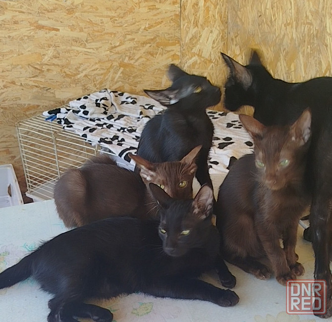 Продаются котята Гавана браун Донецк - изображение 3