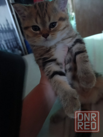 Продам шотландских котят Макеевка - изображение 5