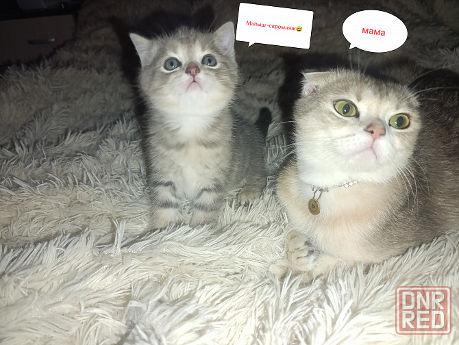 Продам шотландских котят Макеевка - изображение 2