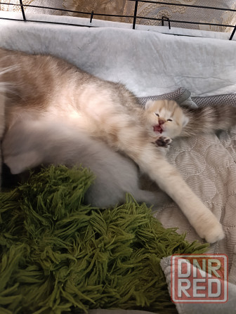 Продам шотландских котят Макеевка - изображение 3