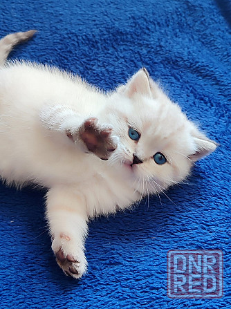 Продам котят скотишей Макеевка - изображение 3