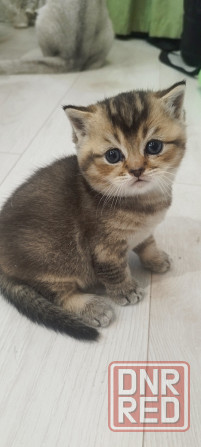 Котята британской шиншиллы Донецк - изображение 3