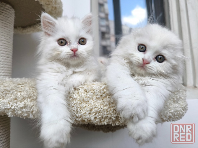 Белые шотландские котята Донецк - изображение 1