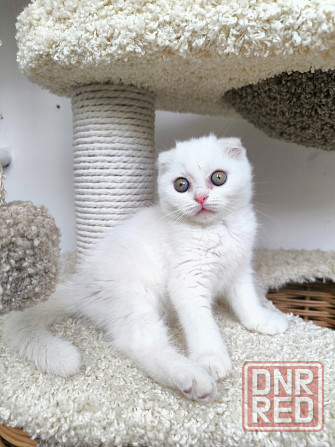 Белые шотландские котята Донецк - изображение 3