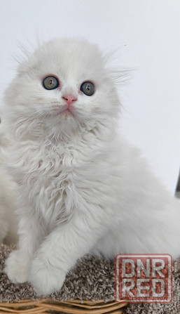 Белые шотландские котята Донецк - изображение 4