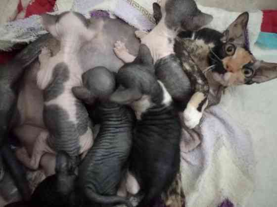 Продам котят сфинкс Мариуполь