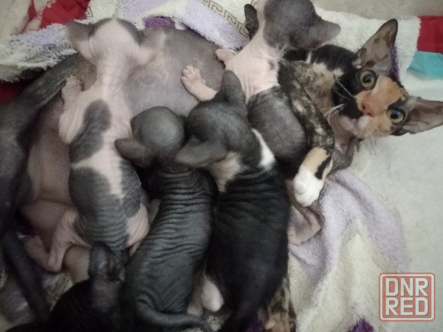 Продам котят сфинкс Мариуполь - изображение 1