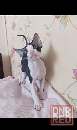 Продам котят сфинкс Мариуполь - изображение 2