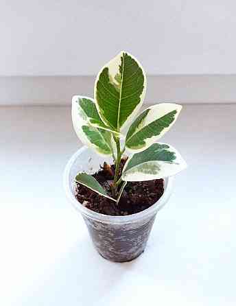 Фикус Джулия Макеевка