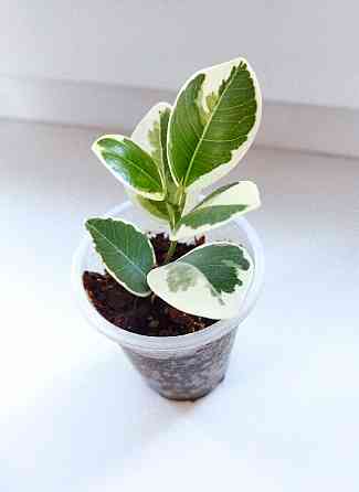 Фикус Джулия Макеевка