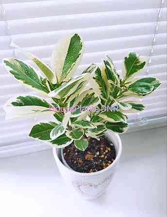 Фикус Джулия Макеевка