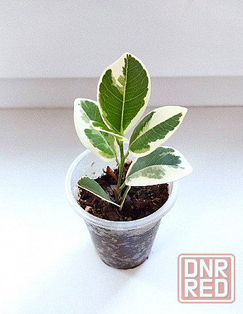 Фикус Джулия Макеевка - изображение 3