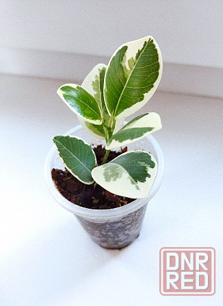 Фикус Джулия Макеевка - изображение 2