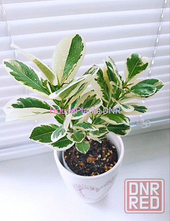 Фикус Джулия Макеевка - изображение 1