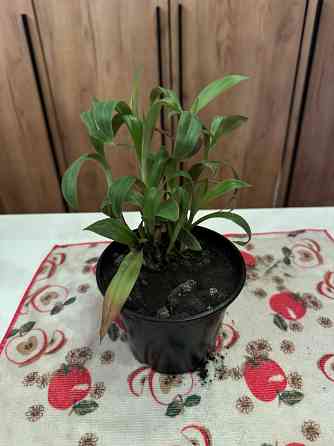 Традесканция Донецк