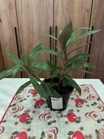 Традесканция Донецк