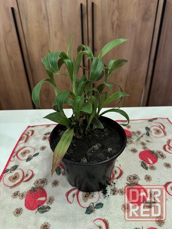 Традесканция Донецк - изображение 2