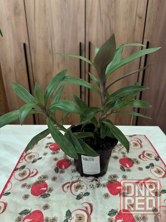 Традесканция Донецк - изображение 1