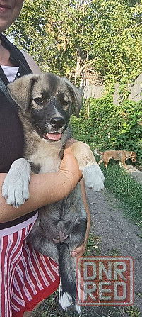 Отдадим собачек в хорошие руки Донецк - изображение 2