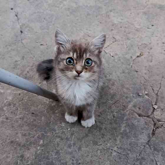 Котенок Донецк
