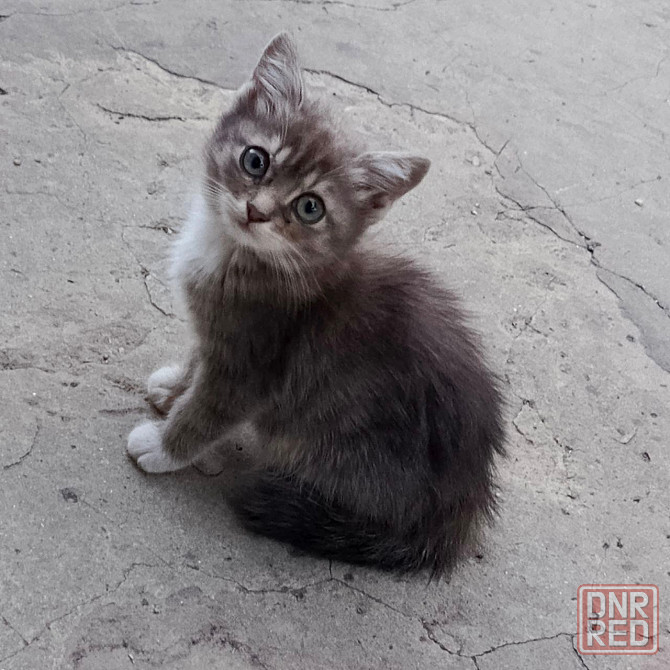 Котенок Донецк - изображение 1