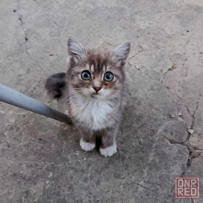 Котенок Донецк - изображение 2