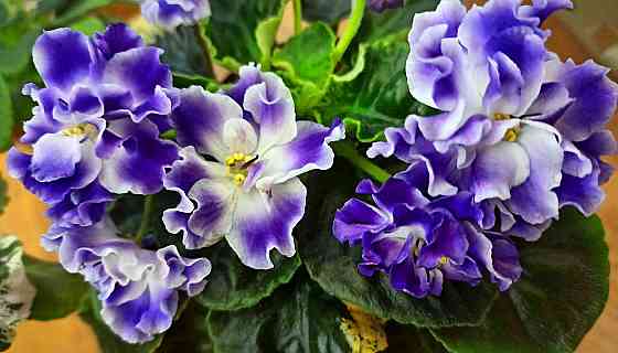 Набор цветущих фиалок полумини Донецк