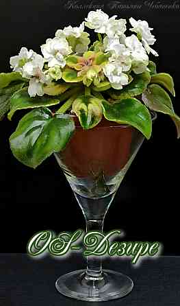 Набор стартеров фиалок полумини Донецк