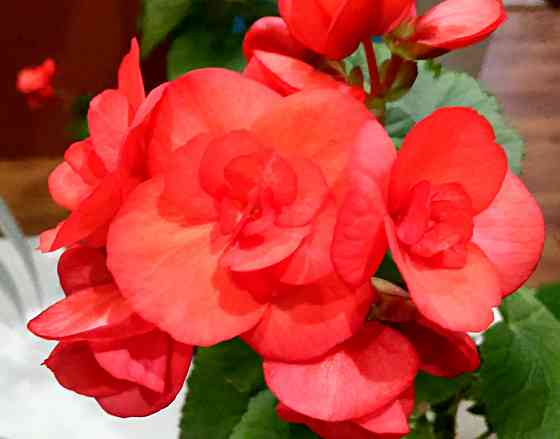 Набор бегоний элатиор Донецк